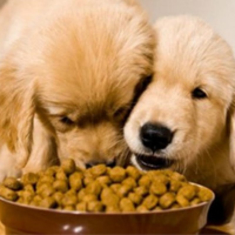 Choisir des aliments sains pour votre chien